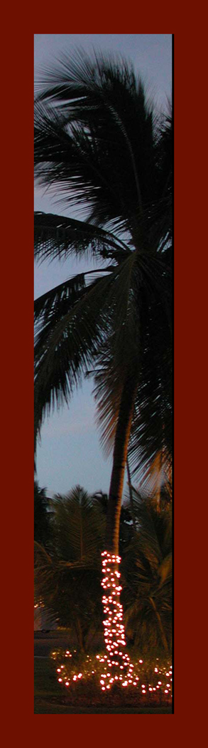 Palm Tree with lights